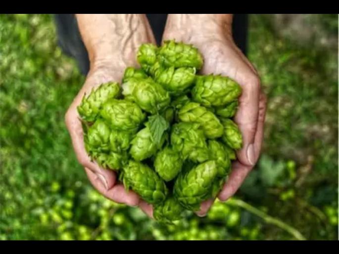 This Vegetable Is The Most Expensive In The World | ही आहे जगातील सगळ्यात महाग भाजी, जाणून घ्या नाव आणि किंमत This Vegetable Is The Most Expensive In The World | ही आहे जगातील सगळ्यात महाग भाजी, जाणून घ्या नाव आणि किंमत