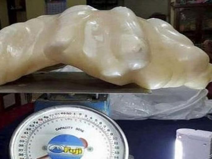 Due to the fact that the objects found in the sea were kept in a house for 10 years, 440 whistles pushed | दहा वर्षे दगड म्हणून घरात ठेवली समुद्रात सापडलेली वस्तू, वस्तुस्थिती समजल्यावर बसला 440 व्होल्टचा धक्का   Due to the fact that the objects found in the sea were kept in a house for 10 years, 440 whistles pushed | दहा वर्षे दगड म्हणून घरात ठेवली समुद्रात सापडलेली वस्तू, वस्तुस्थिती समजल्यावर बसला 440 व्होल्टचा धक्का