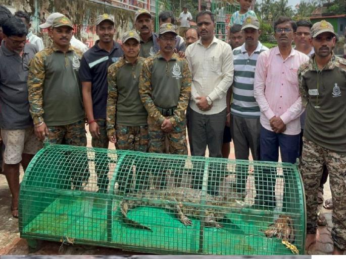 The rapid action team of the forest department succeeded in capturing a crocodile from Moti Lake in Sawantwadi | Sindhudurg: अखेर मोती तलावातील मगर जेरबंद, पाच दिवसांच्या अथक प्रयत्नानंतर यश The rapid action team of the forest department succeeded in capturing a crocodile from Moti Lake in Sawantwadi | Sindhudurg: अखेर मोती तलावातील मगर जेरबंद, पाच दिवसांच्या अथक प्रयत्नानंतर यश