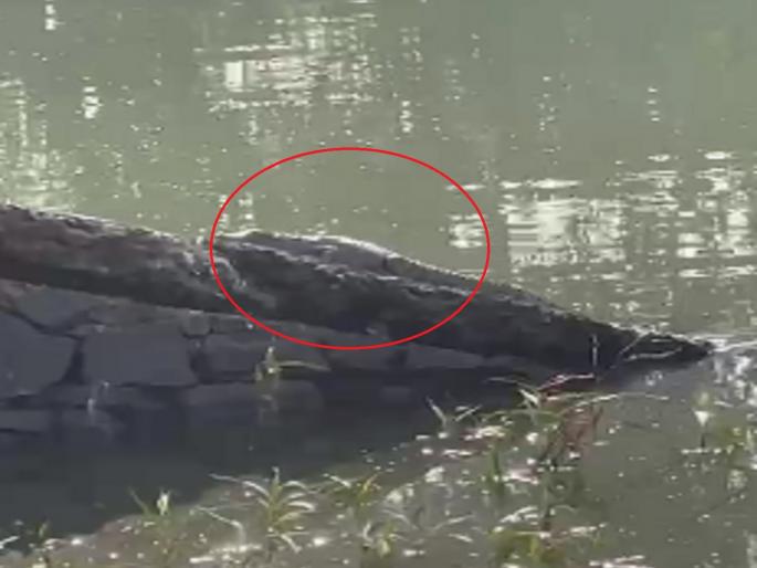 Crocodiles in Moti Lake in Sawantwadi | Sindhudurg: सावंतवाडीतील मोती तलावात मगर Crocodiles in Moti Lake in Sawantwadi | Sindhudurg: सावंतवाडीतील मोती तलावात मगर