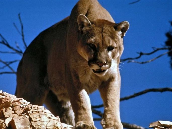 Trail runner in Colorado kills mountain lion in self defense | हल्ला करणाऱ्या सिंहावर त्यानं केला जोरदार प्रतिहल्ला अन्...