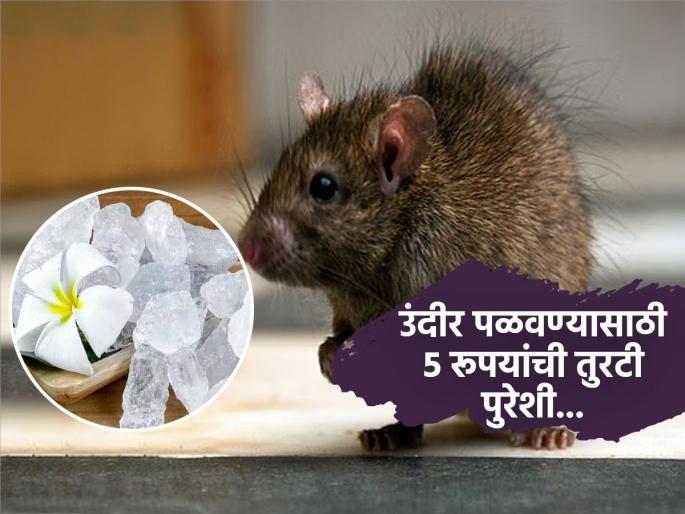 Natural tips to get rid of rats from house without killing them | घरातले एकूणएक उंदीर कायमचे पळतील घराबाहेर, फक्त ५ रुपयांच्या तुरटीचा ‘असा’ करा उपाय-बघा कमाल