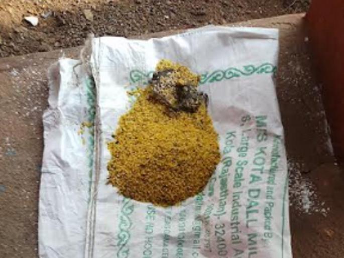 A dead mouse was found in the nutrition of pregnant mothers in Anganwadi in Kondgaon Murdhir Ali in Ratnagiri district, villagers were angry | Ratnagiri: गरोदर मातांच्या पोषण आहारात सापडला मृत उंदीर, ग्रामस्थ संतप्त A dead mouse was found in the nutrition of pregnant mothers in Anganwadi in Kondgaon Murdhir Ali in Ratnagiri district, villagers were angry | Ratnagiri: गरोदर मातांच्या पोषण आहारात सापडला मृत उंदीर, ग्रामस्थ संतप्त