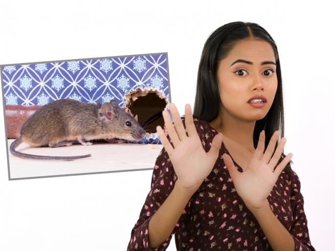 Follow these simple tips to keep mice away from your house | उंदीर घरातून पळवून लावण्यासाठी करा सोपे उपाय, उंदीर घरात येणारच नाहीत घ्या टिप्स