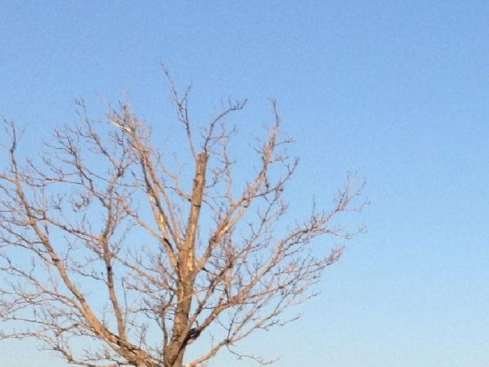 Illustrations - Picture gallery blooms | भाष्य - चित्रनगरीला बहर Illustrations - Picture gallery blooms | भाष्य - चित्रनगरीला बहर