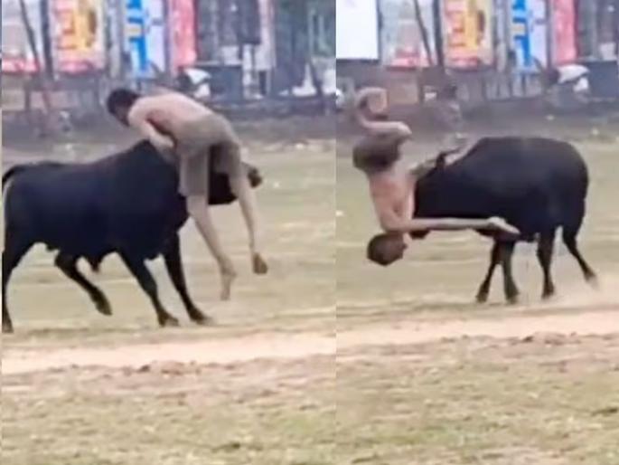 The wild bull was repeatedly provoked, the angry bull grabbed him by the horns and knocked him down, killing the young man on the spot. | मोकाट वळूला वारंवार डिवचले, चवताळलेल्या वळूने शिंगावर घेत खाली आपटले, जागेवरच गेला तरुणाचा जीव  The wild bull was repeatedly provoked, the angry bull grabbed him by the horns and knocked him down, killing the young man on the spot. | मोकाट वळूला वारंवार डिवचले, चवताळलेल्या वळूने शिंगावर घेत खाली आपटले, जागेवरच गेला तरुणाचा जीव