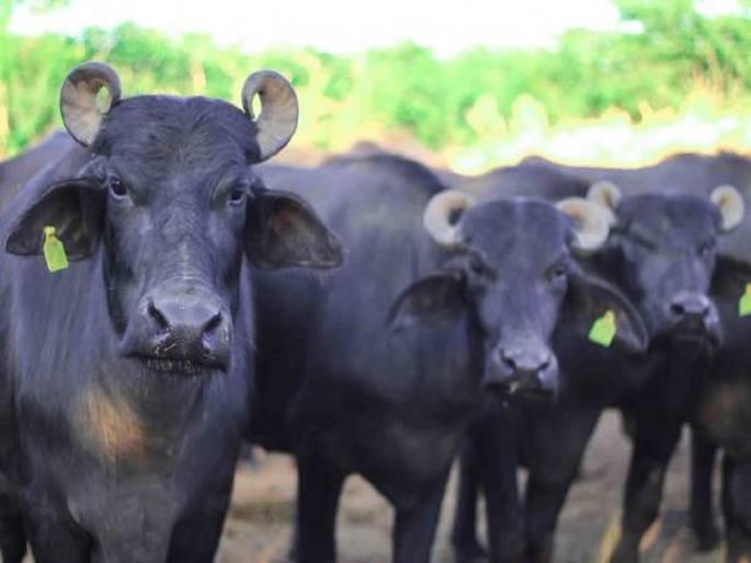 MP Crime Your buffaloes come to graze in our fields; farmer attacks 12 buffaloes with axe | अमानवीय! तुमच्या म्हशी आमच्या शेतात चरायला येतात; शेतकऱ्याचा १२ म्हशींवर कुऱ्हाडीने वार... MP Crime Your buffaloes come to graze in our fields; farmer attacks 12 buffaloes with axe | अमानवीय! तुमच्या म्हशी आमच्या शेतात चरायला येतात; शेतकऱ्याचा १२ म्हशींवर कुऱ्हाडीने वार...