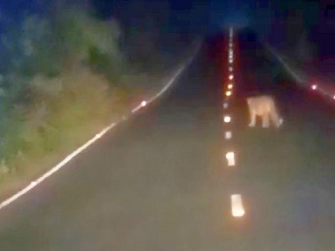 Free movement of tiger in Gadchiroli-Dhanora National Highway; leopard spotted also | Gadchiroli - Dhanora राष्ट्रीय महामार्गावर वाघाचा मुक्तसंचार; बिबट्याचाही कहर Free movement of tiger in Gadchiroli-Dhanora National Highway; leopard spotted also | Gadchiroli - Dhanora राष्ट्रीय महामार्गावर वाघाचा मुक्तसंचार; बिबट्याचाही कहर