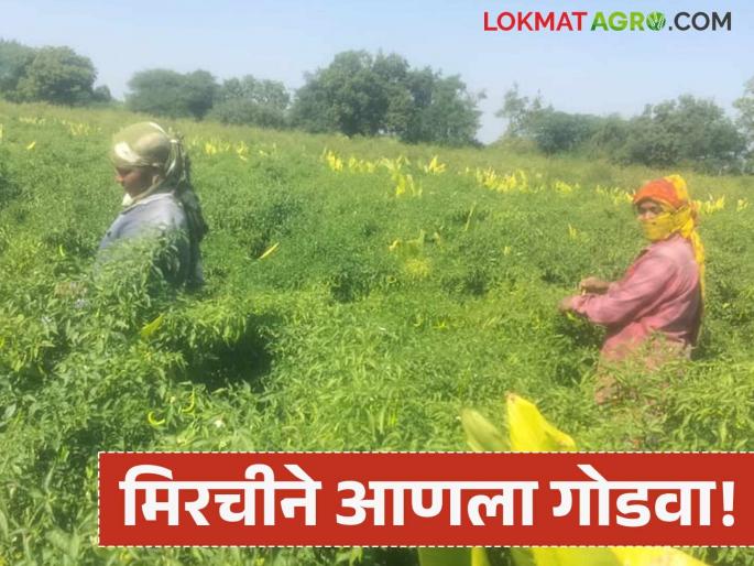 latest news Farmer Success Story: Chilli brought sweetness; Income of Rs 12 lakhs from 40 gunthas Read in detail | Farmer Success Story : मिरचीने आणला गोडवा; ४० गुंठ्यांतून १२ लाखांचे उत्पन्न वाचा सविस्तर latest news Farmer Success Story: Chilli brought sweetness; Income of Rs 12 lakhs from 40 gunthas Read in detail | Farmer Success Story : मिरचीने आणला गोडवा; ४० गुंठ्यांतून १२ लाखांचे उत्पन्न वाचा सविस्तर