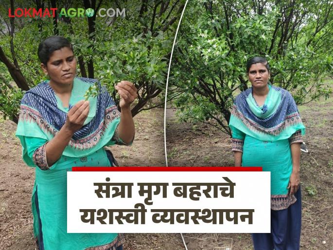 Latest News Santra Mrug Bahar How was orange blossom bloom successfully managed despite unseasonal rains | Santra Mrug Bahar : अवकाळी पाऊस होऊनही संत्रा मृग बहराचे यशस्वी व्यवस्थापन कसे केले?