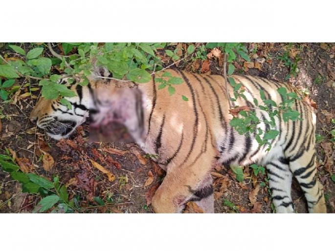 death of tigers continues in chandrapur dist, seven tigers died within seven days | वाघांचे मृत्युसत्र थांबेना, सात दिवसांत सात वाघ संपले death of tigers continues in chandrapur dist, seven tigers died within seven days | वाघांचे मृत्युसत्र थांबेना, सात दिवसांत सात वाघ संपले