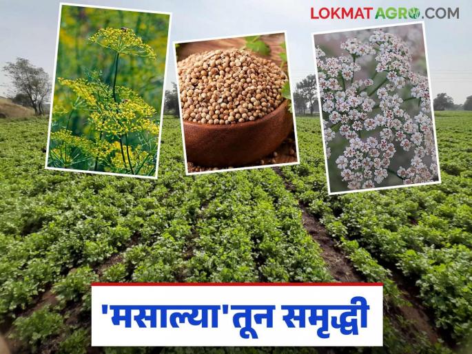 Spice Crops: Latest news Farmers take a keen interest in 'these' spice crops in the Rabi season Read in detail | Spice Crops: शेतकऱ्यांनी रब्बी हंगामात 'या' मसाला पिकांची धरली कास वाचा सविस्तर Spice Crops: Latest news Farmers take a keen interest in 'these' spice crops in the Rabi season Read in detail | Spice Crops: शेतकऱ्यांनी रब्बी हंगामात 'या' मसाला पिकांची धरली कास वाचा सविस्तर