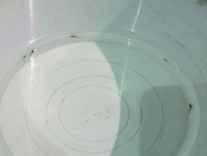 Health Question Critical: Living fish in tap water in Khandala village! | आरोग्याचा प्रश्न गंभीर : खंडाळा गावात नळाच्या पाण्यात जिवंत मासे ! Health Question Critical: Living fish in tap water in Khandala village! | आरोग्याचा प्रश्न गंभीर : खंडाळा गावात नळाच्या पाण्यात जिवंत मासे !