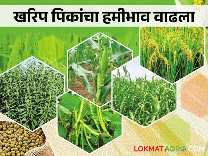 MSP Kharif Crop; Good news for farmers; There has been an increase in the MSP of these 14 crops in Kharif | MSP Kharif Crop शेतकऱ्यांसाठी खुशखबर; खरिपातील या १४ पिकांच्या हमीभावात झाली वाढ MSP Kharif Crop; Good news for farmers; There has been an increase in the MSP of these 14 crops in Kharif | MSP Kharif Crop शेतकऱ्यांसाठी खुशखबर; खरिपातील या १४ पिकांच्या हमीभावात झाली वाढ
