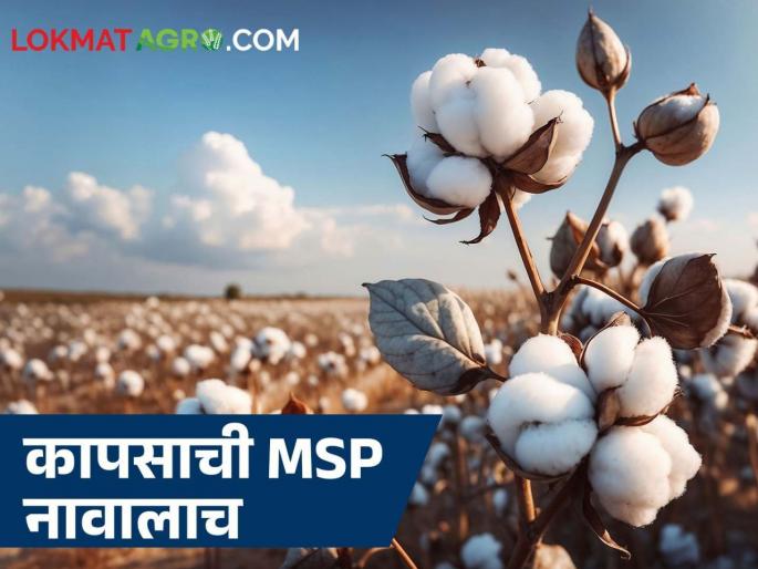 Latest News Cotton MSP rate CCI purchases 95 percent of cotton at low price, read in detail | एमएसपी नावालाच! सीसीआयची 95 टक्के कापूस खरेदी कमी दरात, वाचा सविस्तर Latest News Cotton MSP rate CCI purchases 95 percent of cotton at low price, read in detail | एमएसपी नावालाच! सीसीआयची 95 टक्के कापूस खरेदी कमी दरात, वाचा सविस्तर