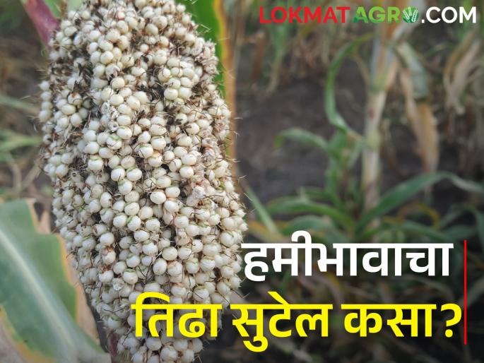 Minimum support price MSP; How can we get more money for our farm produce? | हमीभाव; आमच्या शेतमालाला पैसे वाढवून मिळणार तरी कसे? Minimum support price MSP; How can we get more money for our farm produce? | हमीभाव; आमच्या शेतमालाला पैसे वाढवून मिळणार तरी कसे?