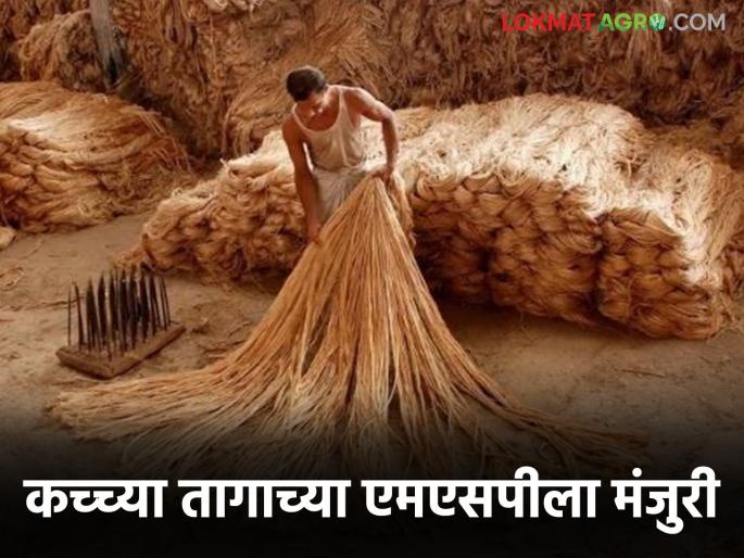 Latest News Raw Jute MSP Minimum support price of raw flax approved for this season, read in detail | Raw Jute MSP : यंदाच्या हंगामासाठी कच्च्या तागाच्या किमान आधारभूत किमतीला मंजुरी, वाचा सविस्तर  Latest News Raw Jute MSP Minimum support price of raw flax approved for this season, read in detail | Raw Jute MSP : यंदाच्या हंगामासाठी कच्च्या तागाच्या किमान आधारभूत किमतीला मंजुरी, वाचा सविस्तर
