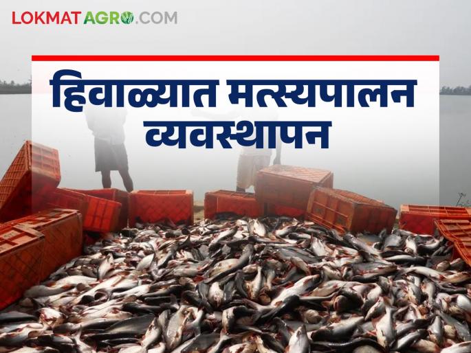 Latest News Winter Fish farming Use these top seven tips for fish farming in winter, know in detail | Winter Fish Farming : हिवाळ्यात मत्स्यपालनासाठी 'या' सात टिप्स नक्की वापरा, जाणून घ्या सविस्तर 