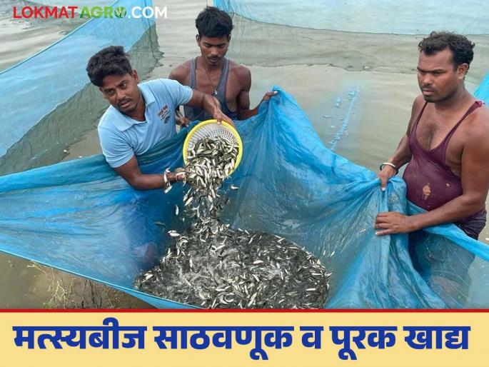 Latest News Fish farming How to store fish seeds and manage supplementary food Read in detail | Fish Farming : मत्स्यबीजांची साठवणूक आणि पूरक खाद्याचे व्यवस्थापन कसे कराल? वाचा सविस्तर  Latest News Fish farming How to store fish seeds and manage supplementary food Read in detail | Fish Farming : मत्स्यबीजांची साठवणूक आणि पूरक खाद्याचे व्यवस्थापन कसे कराल? वाचा सविस्तर