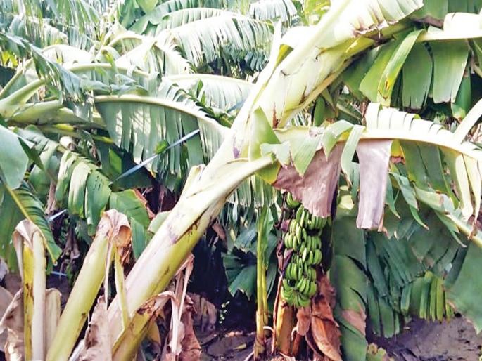 Damage due to rain in the state before monsoon | राज्यात मान्सूनपूर्व वादळी पावसामुळे नुकसान Damage due to rain in the state before monsoon | राज्यात मान्सूनपूर्व वादळी पावसामुळे नुकसान