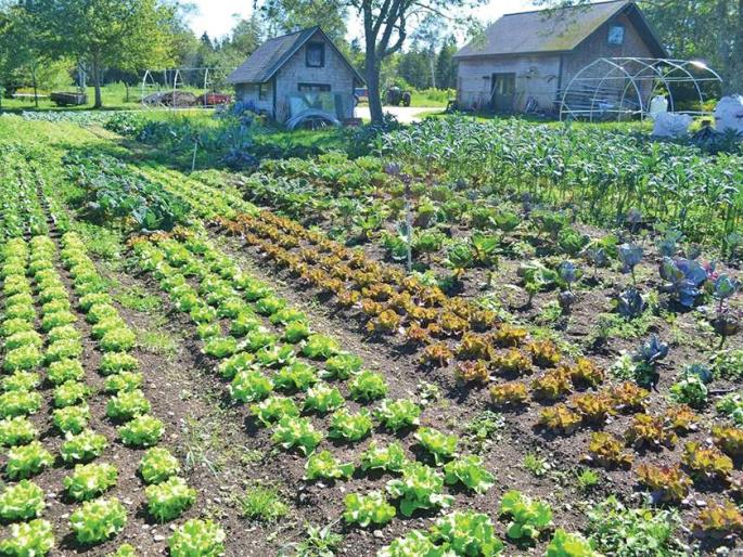 Approximation: One million animals, the problem of plant habitat serious | दृष्टिकोन : दहा लाख प्राणी, वनस्पतींच्या अधिवासाचा प्रश्न गंभीर