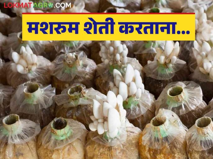 Latest News 5 Things to Remember for More Profit from Mushroom Farming see details | Mushroom Farming : मशरूम शेतीतून अधिक उत्पादन घ्यायचंय, 'या' 5 गोष्टी लक्षात ठेवा! Latest News 5 Things to Remember for More Profit from Mushroom Farming see details | Mushroom Farming : मशरूम शेतीतून अधिक उत्पादन घ्यायचंय, 'या' 5 गोष्टी लक्षात ठेवा!