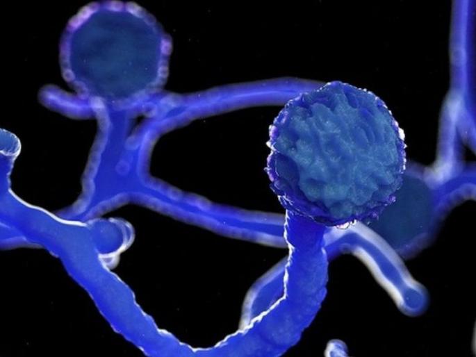 1441 patients with mucormycosis in East Vidarbha | म्युकरमायकोसिसचे पूर्व विदर्भात १४४१ रुग्ण 1441 patients with mucormycosis in East Vidarbha | म्युकरमायकोसिसचे पूर्व विदर्भात १४४१ रुग्ण