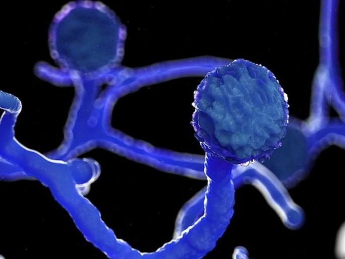 CoronaVirus News mucor infection continues in third wave of corona | CoronaVirus News: कोरोनाच्या तिसऱ्या लाटेत म्युकरचा प्रादुर्भाव कायम; मुंबईत ७० वर्षीय रुग्णावर यशस्वी उपचार CoronaVirus News mucor infection continues in third wave of corona | CoronaVirus News: कोरोनाच्या तिसऱ्या लाटेत म्युकरचा प्रादुर्भाव कायम; मुंबईत ७० वर्षीय रुग्णावर यशस्वी उपचार