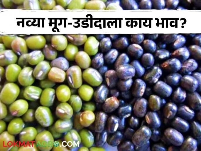 Latest News Mug, Udid Market New Mug and Udid market price in maharashtra apmc see details | Mug, Udid Market : नवीन मूग व उडीदचा माल बाजारात दाखल, काय बाजारभाव मिळतोय?  Latest News Mug, Udid Market New Mug and Udid market price in maharashtra apmc see details | Mug, Udid Market : नवीन मूग व उडीदचा माल बाजारात दाखल, काय बाजारभाव मिळतोय?