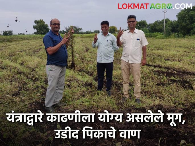 Moong flowers are golden, Rajan flowers are the best in Udid crop, know in detail  | Mug, Udid Crop : मुगात फुले सुवर्ण, उडीद पिकात फुले राजन एकदम बेस्ट, जाणून घ्या सविस्तर 