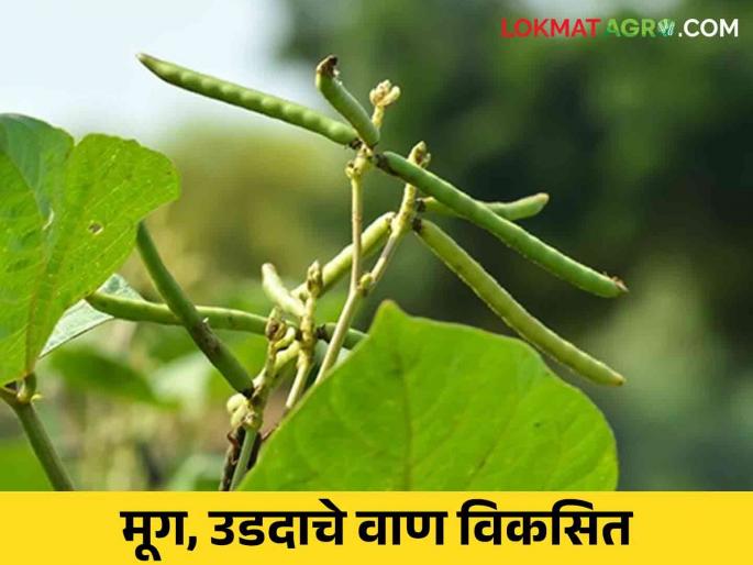 Latest News 20 percent yield-enhancing Udid, mung bean variety developed by jalgaon krushi kendra | Mug, Urad Variety : 20 टक्के उत्पादन वाढविणारे उडीद, मुगाचे ‘फुले’ वाण, जाणून घ्या सविस्तर
