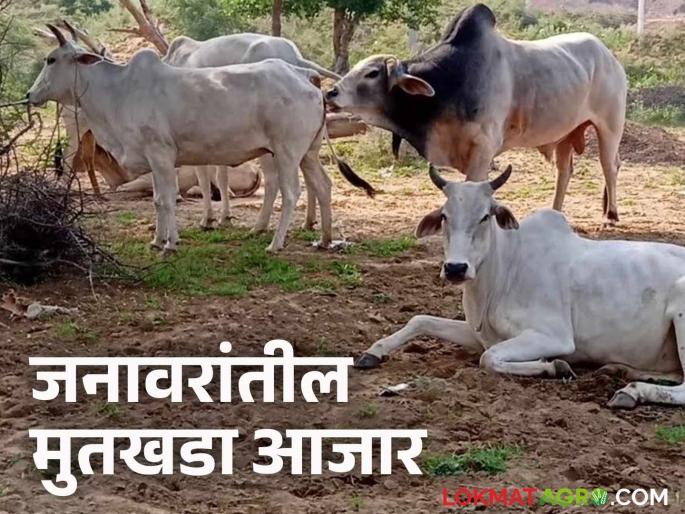 Latest News Animal Disease Why does kidney stone disease occur in Livestock Learn in detail | Animal Disease : जाणून घ्या जनावरांमध्ये मुतखडा आजार कसा होतो? त्यावर उपाय काय?