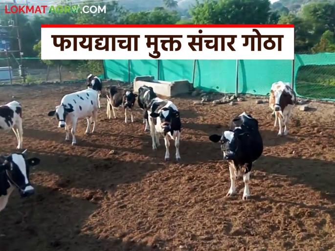 How to build a cowshed for more milk production and healthy livestock? Read in detail | अधिक दूध उत्पादनासाठी व निरोगी जनावरांसाठी कसा बांधाल गोठा? वाचा सविस्तर How to build a cowshed for more milk production and healthy livestock? Read in detail | अधिक दूध उत्पादनासाठी व निरोगी जनावरांसाठी कसा बांधाल गोठा? वाचा सविस्तर