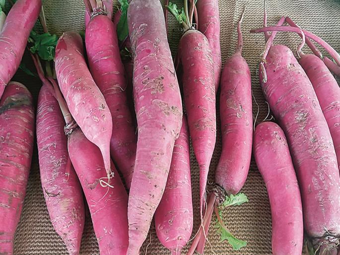 Went to buy carrots, turned out to be radish! Arrival of red radish in the market | विकत घ्यायला गेले गाजर, निघाला मुळा! बाजारात लाल मुळयाची आवक, ग्राहक चकित Went to buy carrots, turned out to be radish! Arrival of red radish in the market | विकत घ्यायला गेले गाजर, निघाला मुळा! बाजारात लाल मुळयाची आवक, ग्राहक चकित