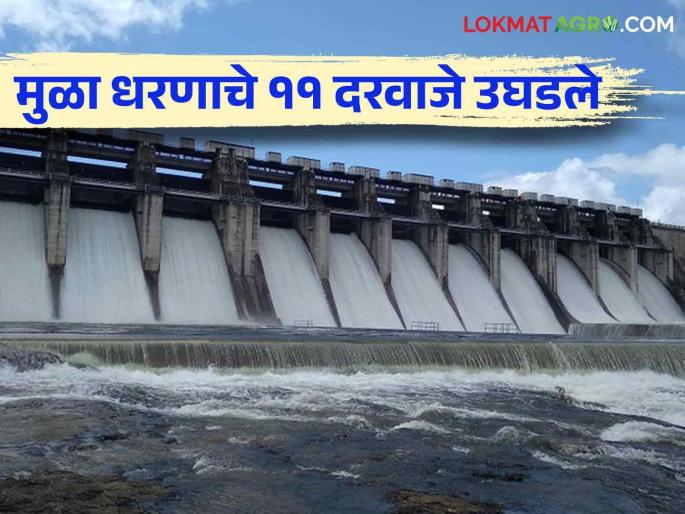 Finally the 11 gates of Mula Dam were opened and the discharge started towards Jayakwadi | अखेर मुळा धरणाचे ११ दरवाजे उघडले जायकवाडीकडे विसर्ग सुरु