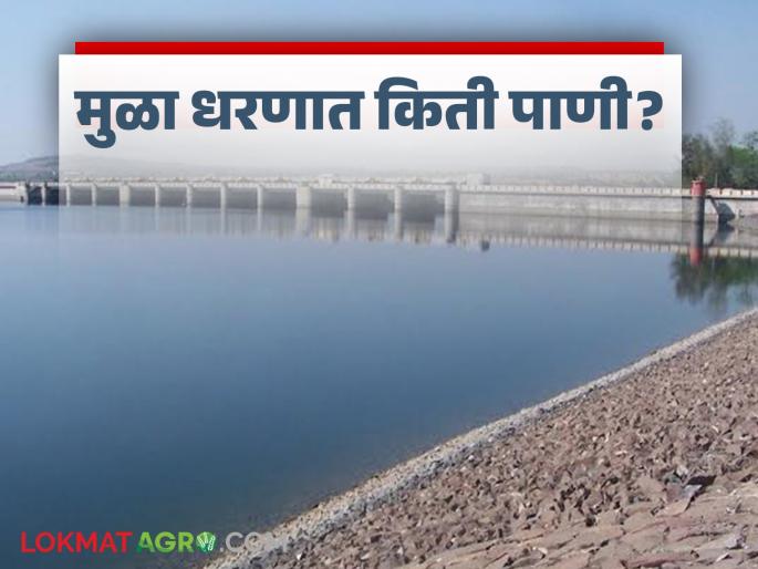 Mula Dam Water : Increase in water storage of Mula Dam in Nagar district; How much water storage has been done in the dam? | Mula Dam Water : नगर जिल्ह्यातील मुळा धरणाच्या पाणीसाठ्यात वाढ; धरणात झाला किती पाणीसाठा? Mula Dam Water : Increase in water storage of Mula Dam in Nagar district; How much water storage has been done in the dam? | Mula Dam Water : नगर जिल्ह्यातील मुळा धरणाच्या पाणीसाठ्यात वाढ; धरणात झाला किती पाणीसाठा?