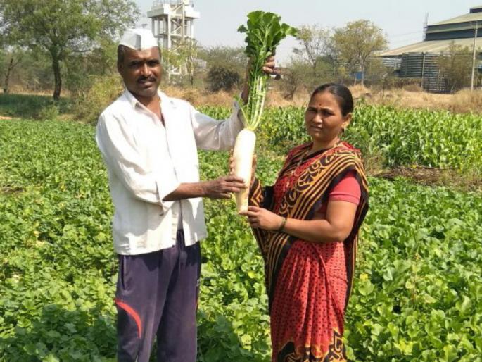 Two kg of radish? Successful production of a farmer from Ambethan in Pune | दोन किलोचा मुळा पाहिलाय? पुण्यातील आंबेठाण येथील शेतकऱ्याने घेतले यशस्वी उत्पादन Two kg of radish? Successful production of a farmer from Ambethan in Pune | दोन किलोचा मुळा पाहिलाय? पुण्यातील आंबेठाण येथील शेतकऱ्याने घेतले यशस्वी उत्पादन