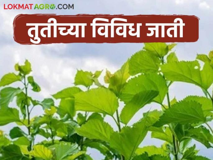 Sericulture Farming : To get more profit in sericulture, plant these improved varieties of mulberry now. | Sericulture Farming : रेशीम उद्योगात जास्त नफा मिळवायचा असेल तर तुतीच्या 'या' सुधारित जातींची आत्ताच लागवड करा Sericulture Farming : To get more profit in sericulture, plant these improved varieties of mulberry now. | Sericulture Farming : रेशीम उद्योगात जास्त नफा मिळवायचा असेल तर तुतीच्या 'या' सुधारित जातींची आत्ताच लागवड करा