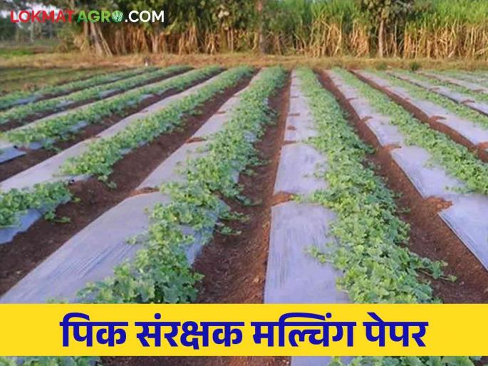 Mulching paper : Mulching paper is beneficial to crops  | Mulching paper : मल्चिंग पेपर ठरतोय पिकांना फायदेशीर  Mulching paper : Mulching paper is beneficial to crops  | Mulching paper : मल्चिंग पेपर ठरतोय पिकांना फायदेशीर
