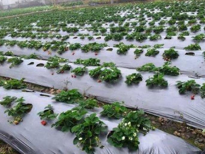 No weed growth, less water required; For farmers, mulching paper is becoming a boon for increasing income | तण वाढ नाही, पाणीही लागते कमी; शेतकऱ्यांसाठी मल्चिंग पेपर ठरतोय उत्पन्न वाढीसाठी वरदान No weed growth, less water required; For farmers, mulching paper is becoming a boon for increasing income | तण वाढ नाही, पाणीही लागते कमी; शेतकऱ्यांसाठी मल्चिंग पेपर ठरतोय उत्पन्न वाढीसाठी वरदान