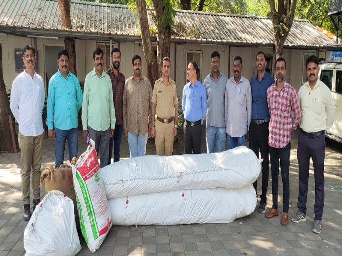 cannabis cultivation mulshi taluka crime news in pune | मुळशी तालुक्यात चक्क गांजाची शेती; २५० झाडे, १७२ किलो गांजा हस्तगत cannabis cultivation mulshi taluka crime news in pune | मुळशी तालुक्यात चक्क गांजाची शेती; २५० झाडे, १७२ किलो गांजा हस्तगत