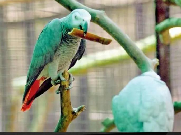 'Bird park adds to Mumbai's splendor'; Groundbreaking ceremony of exotic bird park in Mulund | 'पक्षी उद्यानामुळे मुंबईच्या वैभवामध्ये भर'; मुलुंडमध्ये विदेशी पक्षी उद्यानाचे भूमिपूजन 'Bird park adds to Mumbai's splendor'; Groundbreaking ceremony of exotic bird park in Mulund | 'पक्षी उद्यानामुळे मुंबईच्या वैभवामध्ये भर'; मुलुंडमध्ये विदेशी पक्षी उद्यानाचे भूमिपूजन