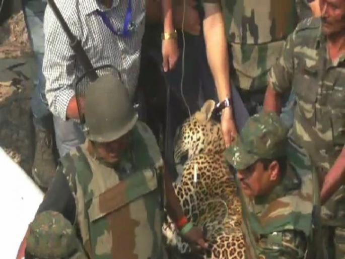 Leopard attack in Mulund, resident injured | मुंबई - मुलुंडमध्ये बिबट्याचा धुमाकूळ, सहा तासानंतर अखेर जेरबंद Leopard attack in Mulund, resident injured | मुंबई - मुलुंडमध्ये बिबट्याचा धुमाकूळ, सहा तासानंतर अखेर जेरबंद