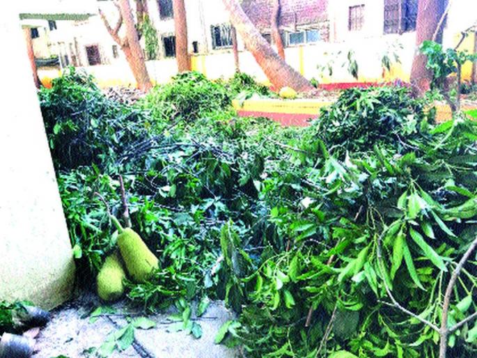 Mango, jackfruit, coconut pruning in the dispute between the two societies | दोन सोसायट्यांच्या वादात आंबा, फणस, नारळाच्या झाडांची छाटणी Mango, jackfruit, coconut pruning in the dispute between the two societies | दोन सोसायट्यांच्या वादात आंबा, फणस, नारळाच्या झाडांची छाटणी