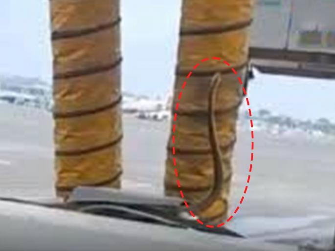 in mumbai snake climbs on car in airport parking lot the video of the confusion of passengers went viral | विमानतळ पार्किंगमध्ये साप चढला कारवर; प्रवाशांच्या गोंधळाचा व्हिडीओ व्हायरल in mumbai snake climbs on car in airport parking lot the video of the confusion of passengers went viral | विमानतळ पार्किंगमध्ये साप चढला कारवर; प्रवाशांच्या गोंधळाचा व्हिडीओ व्हायरल