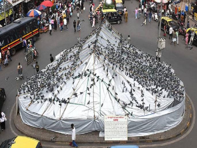 Health is more important; but show awareness about pigeons too ssays Minister Lodha | आरोग्याचा विषय जास्त महत्त्वाचा; पण कबुतरांबाबतही जाणिवा दाखवा : मंत्री लोढा Health is more important; but show awareness about pigeons too ssays Minister Lodha | आरोग्याचा विषय जास्त महत्त्वाचा; पण कबुतरांबाबतही जाणिवा दाखवा : मंत्री लोढा