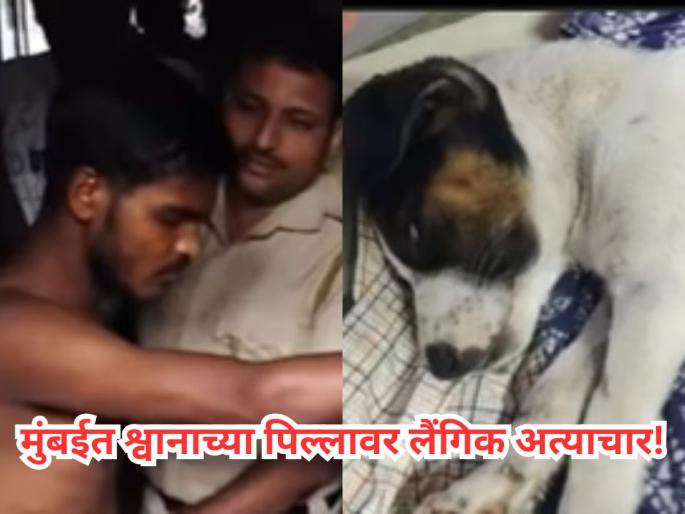 20-Year-Old Youth Arrested for Sexually Assaulting and Brutalizing 2.5-Month-Old Puppy in Malad | Mumbai: मालाडमध्ये अडीच महिन्यांच्या श्वानाच्या पिल्लावर लैंगिक अत्याचार, नराधमाला अटक! 20-Year-Old Youth Arrested for Sexually Assaulting and Brutalizing 2.5-Month-Old Puppy in Malad | Mumbai: मालाडमध्ये अडीच महिन्यांच्या श्वानाच्या पिल्लावर लैंगिक अत्याचार, नराधमाला अटक!