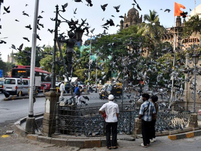Just rotting excrement and fluttering feathers everywhere; Shopkeepers and residents of Dadar Pigeon Colony are fed up | सगळीकडे नुसता विष्ठेचा सडा अन् पंखांची फडफड; दादर कबुतरखाना येथील रहिवाशांसह दुकानदार बेजार Just rotting excrement and fluttering feathers everywhere; Shopkeepers and residents of Dadar Pigeon Colony are fed up | सगळीकडे नुसता विष्ठेचा सडा अन् पंखांची फडफड; दादर कबुतरखाना येथील रहिवाशांसह दुकानदार बेजार