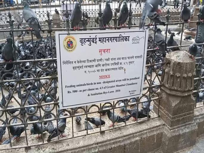 Municipal Corporation takes action within a year to recover fine of Rs. 47,000 from pigeon houses | कबुतरखान्यांकडून ४७ हजारांचा दंड वसूल महापालिकेची वर्षभरात कारवाई  Municipal Corporation takes action within a year to recover fine of Rs. 47,000 from pigeon houses | कबुतरखान्यांकडून ४७ हजारांचा दंड वसूल महापालिकेची वर्षभरात कारवाई