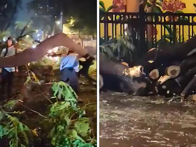 Mumbai Rains: 2 Injured As Tree Falls On Them Amid Heavy Rains In Powai | Mumbai Rains: मुंबईत पावसाचा हाहाकार! पवईत झाड कोसळल्याने दोन जण जखमी, एकाची प्रकृती गंंभीर